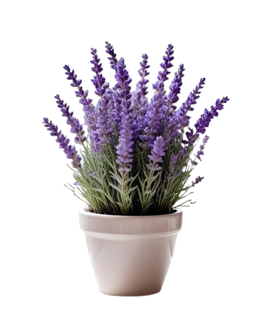 Lavanda